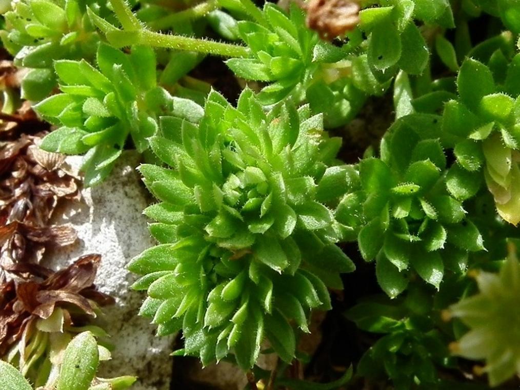 Saxifraga sedoides / Sassifraga setolosa